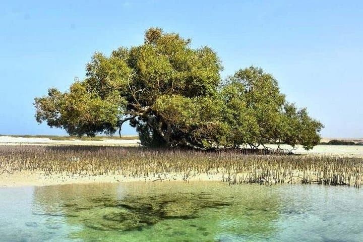 Snorkel Wady El Gemal: Hankurab Beach, Mangroves & Meteor Lake from Marsa Alam photo 4
