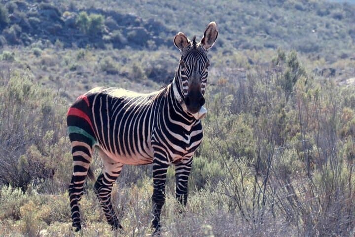 Sanbona 2-Day Safari from Cape Town — Overnight Game Drives & Big Five Experience photo 3
