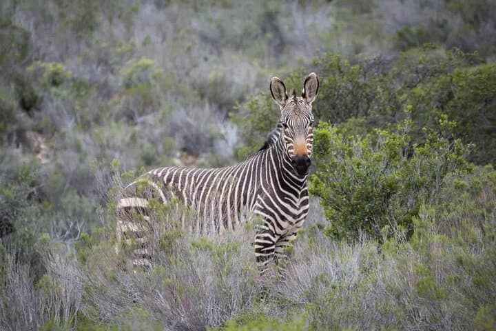 Sanbona 2-Day Safari from Cape Town — Overnight Game Drives & Big Five Experience photo 4