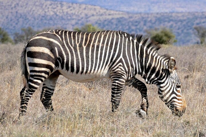 Sanbona 2-Day Safari from Cape Town — Overnight Game Drives & Big Five Experience photo 5