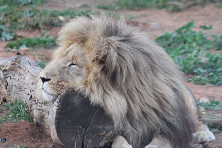 Addo Elephant Park Full-Day Photo Safari: Big 7 Wildlife Drive from Port Elizabeth