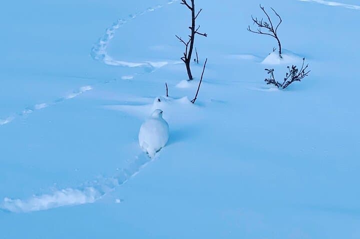 Castner Glacier Ice Cave Adventure — Day Trip from Fairbanks photo 3
