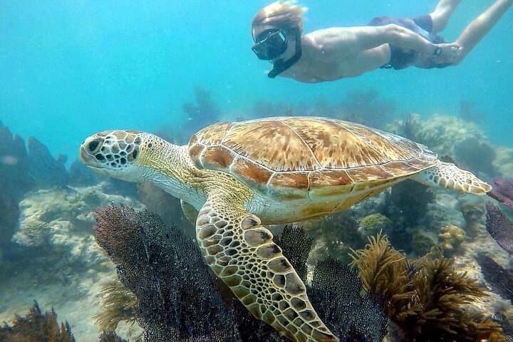 Key West Dolphin Watching and Guided Snorkeling on a Quiet Electric Catamaran photo 5