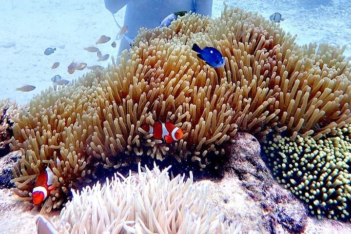 Boracay Helmet Diving: Walk the Seafloor in a Clear Helmet photo 5