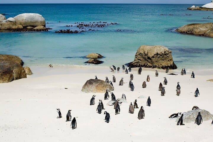 Cape Point Full Day Tour: Chapman's Peak, Boulders Beach Penguins & Cape Point Lighthouse photo 5