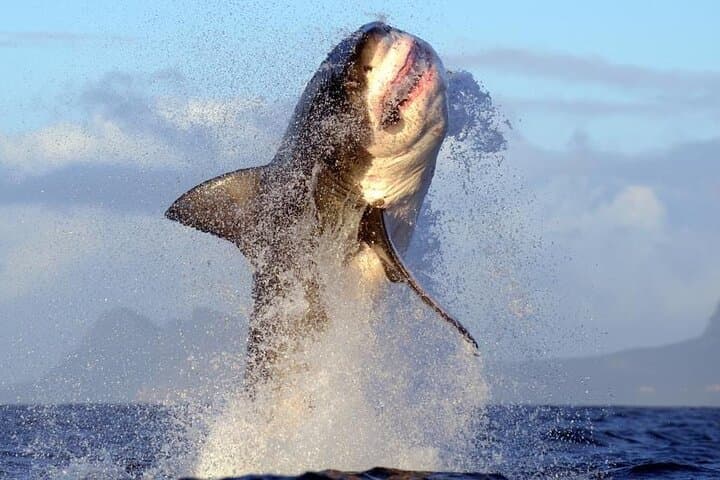 Shark Cage Diving Cape Town — Great White Cage Dive in Gansbaai