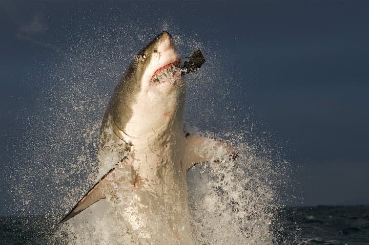 Shark Cage Diving Cape Town — Great White Cage Dive in Gansbaai photo 2