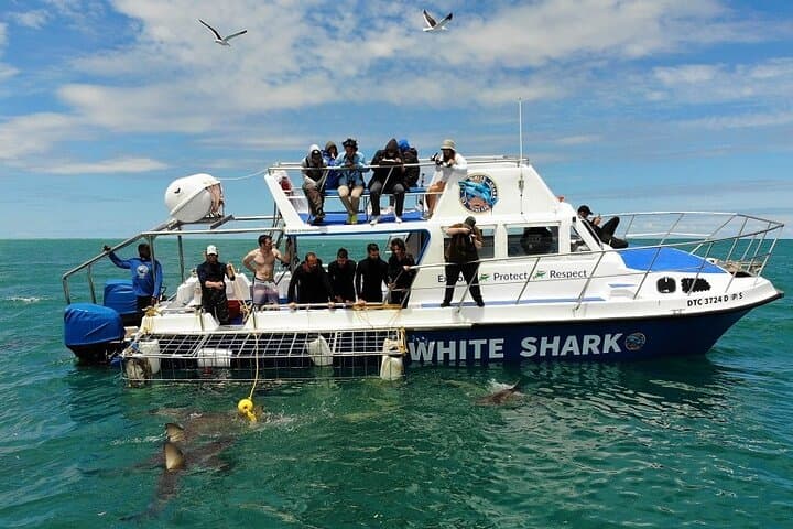 Shark Cage Diving Cape Town — Great White Cage Dive in Gansbaai photo 3
