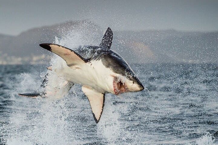 Shark Cage Diving Cape Town — Great White Cage Dive in Gansbaai photo 4