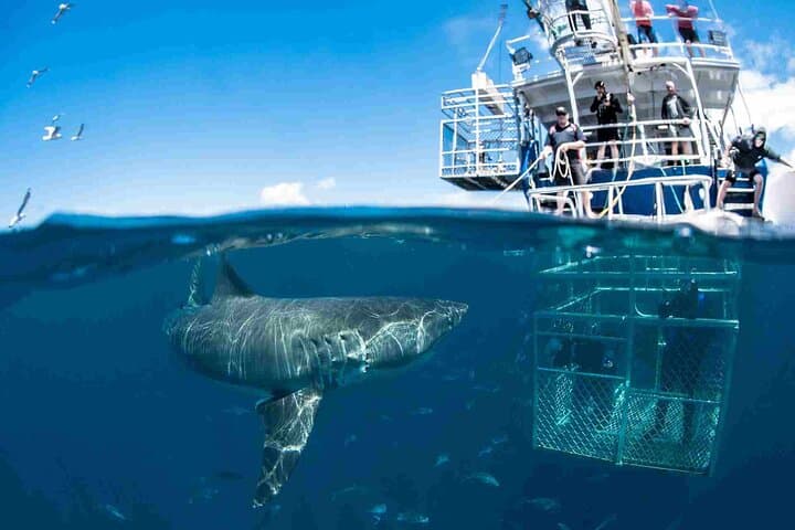 Shark Cage Diving Cape Town — Great White Cage Dive in Gansbaai photo 5