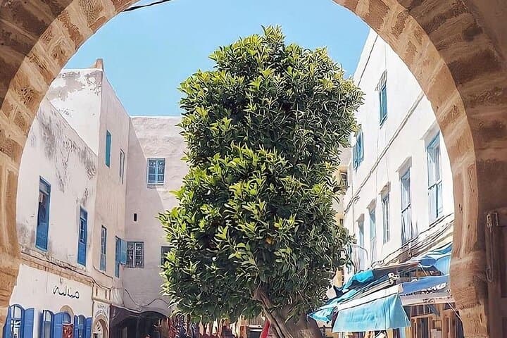 Marrakech to Essaouira Full-Day Excursion: Coast, Medina & Argan Cooperatives photo 5