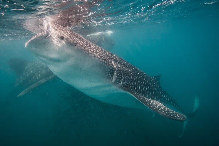 Swim with Whale Sharks in La Paz — Small-Group Marine Biologist Expedition