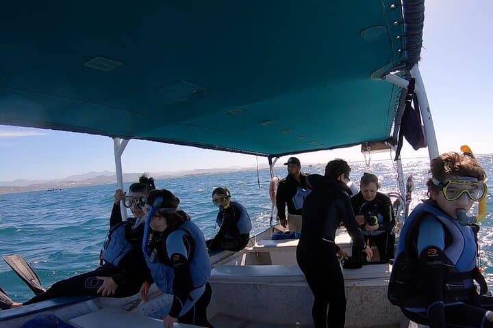 Swim with Whale Sharks in La Paz — Small-Group Marine Biologist Expedition photo 2