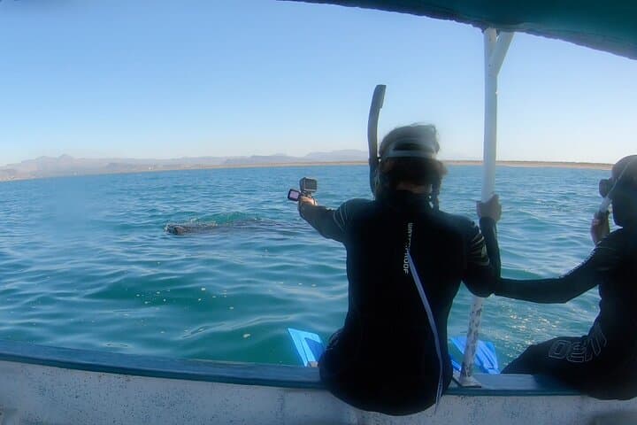 Swim with Whale Sharks in La Paz — Small-Group Marine Biologist Expedition photo 3