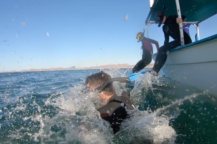 Swim with Whale Sharks in La Paz — Small-Group Marine Biologist Expedition photo 6