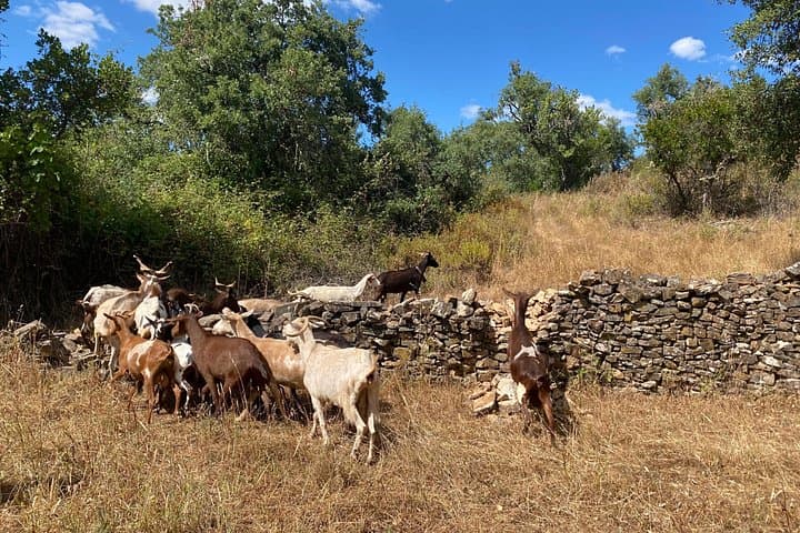 Goat-Herder Walk in the Algarve Hills with Local Honey, Wine & Cheese Tasting