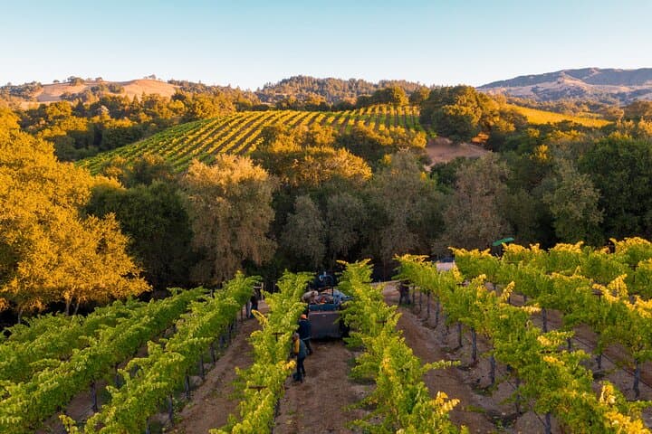 Farm-to-Glass Crete: Olive Mill, Family Winery & Traditional Soap Workshop photo 5