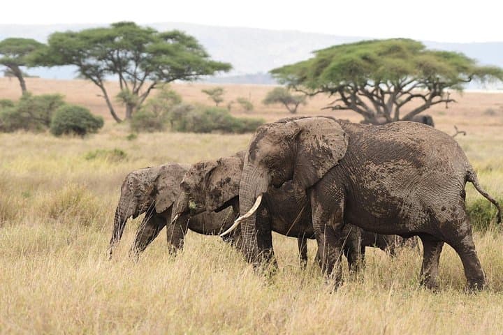 7-Day Elephant Safari: Arusha, Serengeti & Ngorongoro Wildlife Circuit photo 1