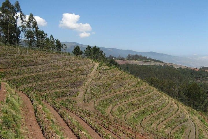 Madeira 4x4 Wine-Fields Half-Day: Estreito de Câmara de Lobos & Skywalk photo 4