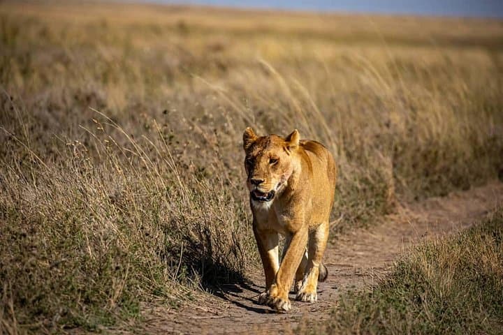 7-Day Elephant Safari: Arusha, Serengeti & Ngorongoro Wildlife Circuit photo 4