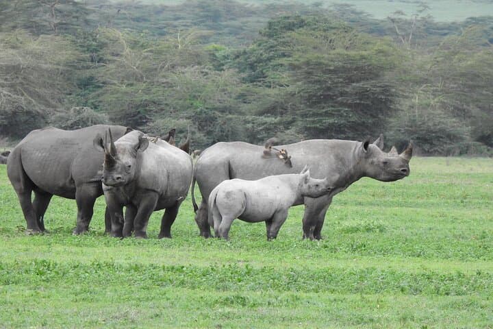 Off-the-Beaten-Track Safari from Arusha to Serengeti & Ngorongoro photo 2