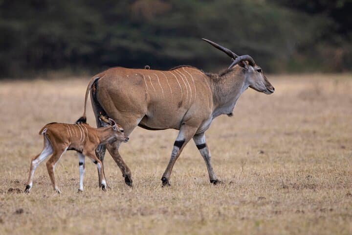 Off-the-Beaten-Track Safari from Arusha to Serengeti & Ngorongoro