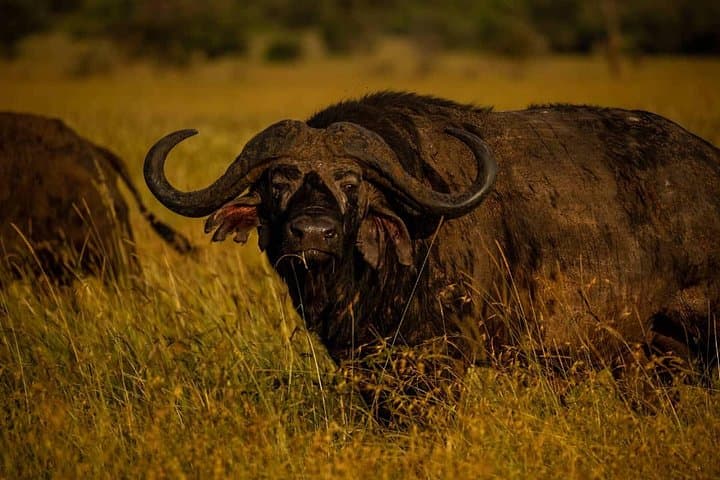 7-Day Elephant Safari: Arusha, Serengeti & Ngorongoro Wildlife Circuit photo 2