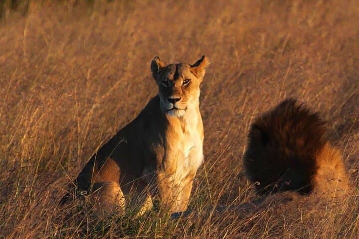 Off-the-Beaten-Track Safari from Arusha to Serengeti & Ngorongoro photo 3