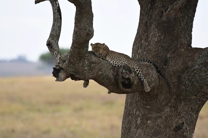 Off-the-Beaten-Track Safari from Arusha to Serengeti & Ngorongoro photo 4