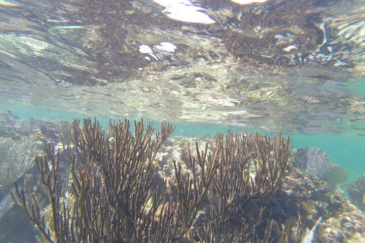 Riviera Maya Snorkeling: Puerto Morelos Boat Trip to the Mesoamerican Reef photo 6