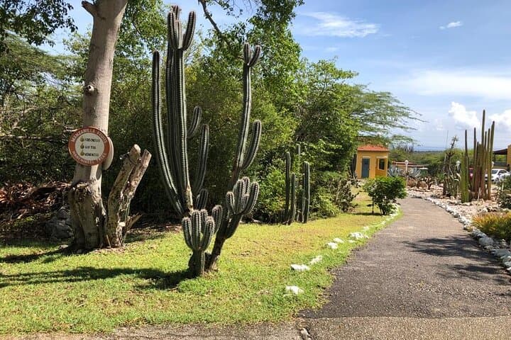 Hato Caves, Flamingos & Kokomo Beach: Half-Day Curaçao Adventure Guide photo 3
