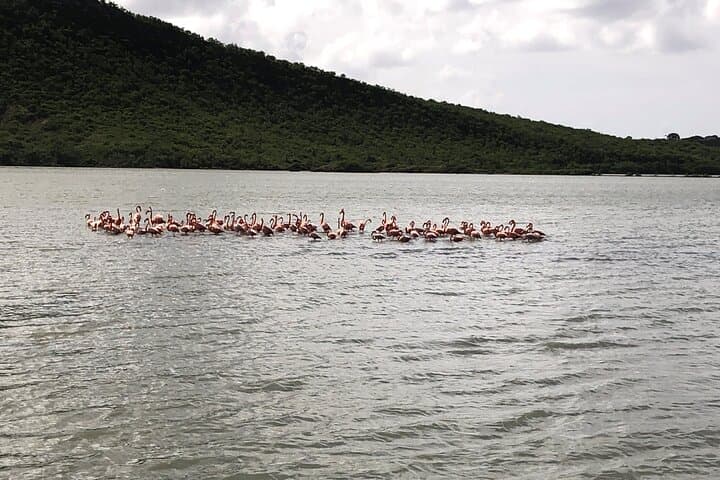 Hato Caves, Flamingos & Kokomo Beach: Half-Day Curaçao Adventure Guide photo 4
