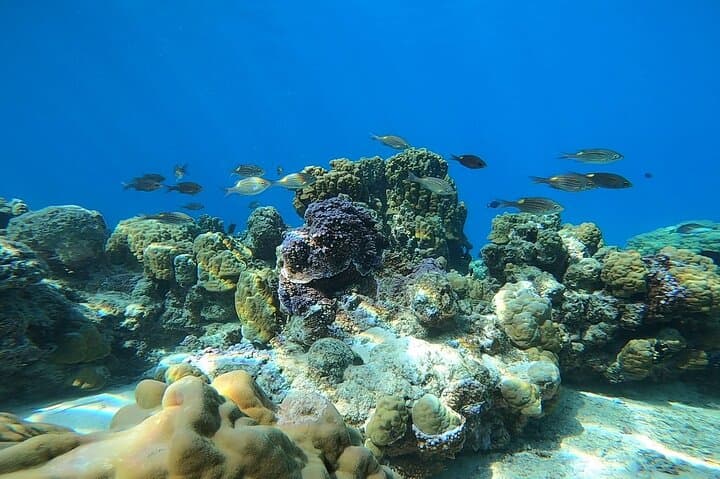 Small-Group Scuba in Paea: Diving Mara'a Lagoon with Mobydick photo 2
