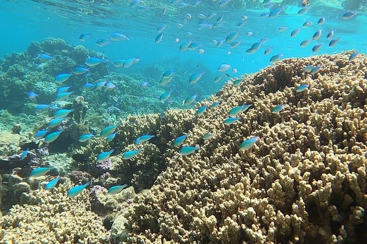 Small-Group Scuba in Paea: Diving Mara'a Lagoon with Mobydick photo 3
