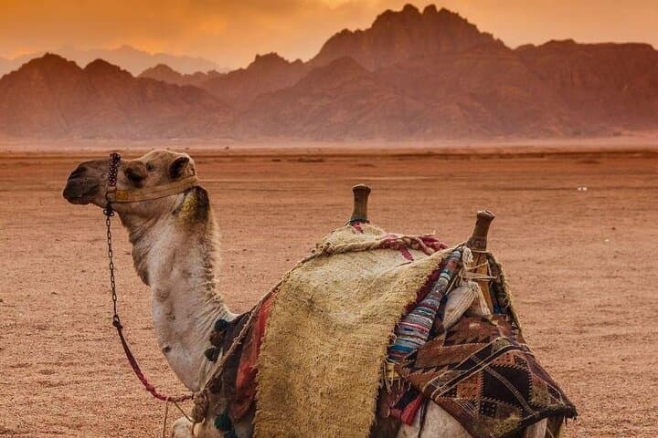 Sharm El Sheikh 5-in-1 Desert Safari: Quad Ride, Camel Experience, Bedouin Dinner & Stargazing photo 2