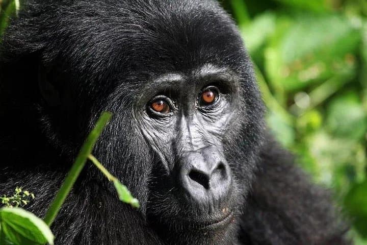 Gorilla Trekking in Volcanoes National Park — Day Trip from Kigali photo 1