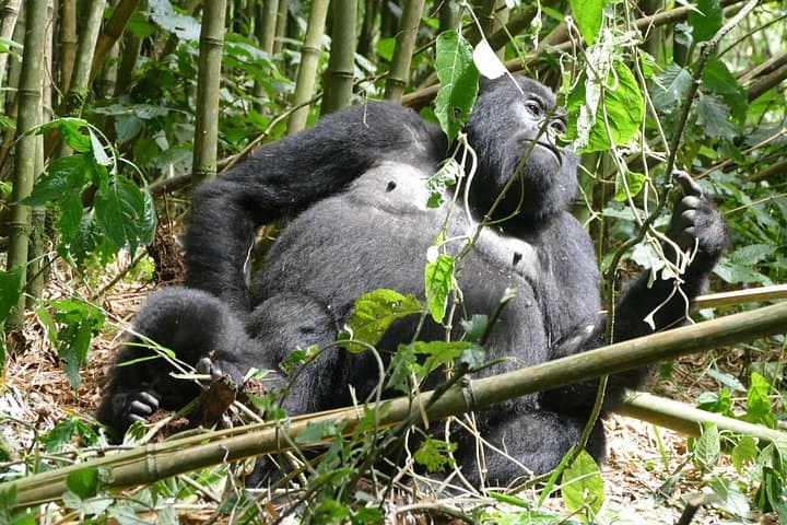 Gorilla Trekking in Volcanoes National Park — Day Trip from Kigali photo 4
