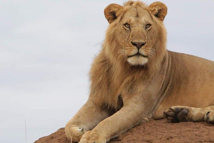 3-Day Masai Mara Flight Safari: Big Five Game Drives & Lodge Stays