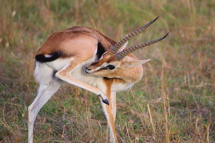 3-Day Masai Mara Flight Safari: Big Five Game Drives & Lodge Stays photo 3