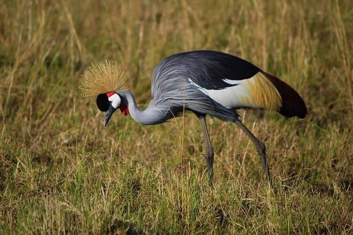 3-Day Masai Mara Flight Safari: Big Five Game Drives & Lodge Stays photo 5