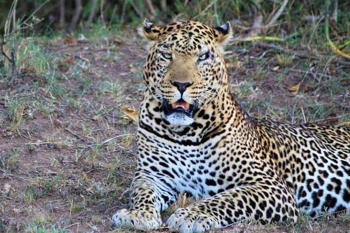 3-Day Masai Mara Flight Safari: Big Five Game Drives & Lodge Stays photo 6