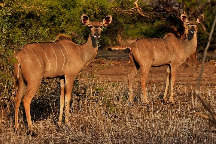 7-Day Victoria Falls & Chobe Adventure — Zambezi Rafting and Botswana Safari photo 2