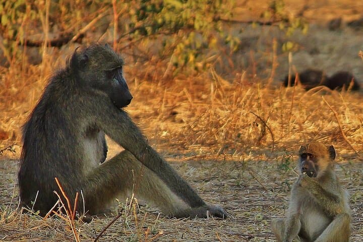 7-Day Victoria Falls & Chobe Adventure — Zambezi Rafting and Botswana Safari photo 3
