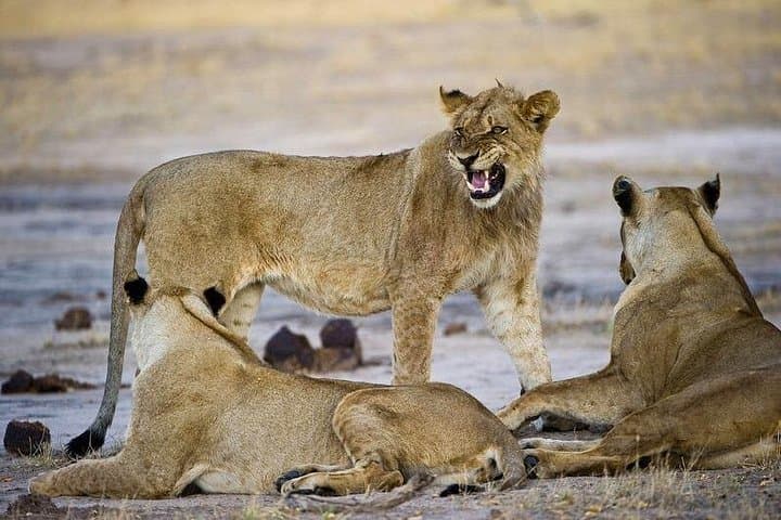 Victoria Falls to Chobe: 10-Day Rafting, Safari & Wildlife Expedition photo 3