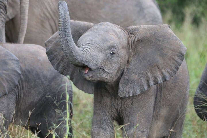 Victoria Falls to Chobe: 10-Day Rafting, Safari & Wildlife Expedition photo 4