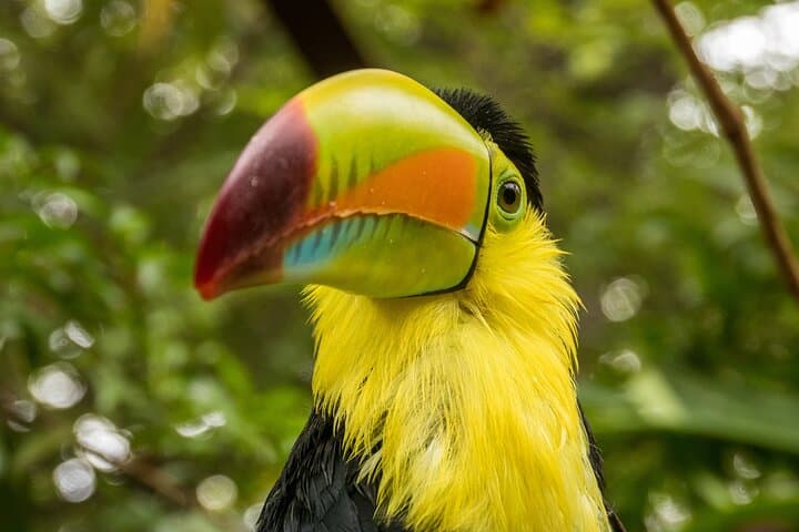 Inside Diamante Eco Adventure Park: Costa Rica’s Sanctuary, Botanical Garden & Traditional House photo 3