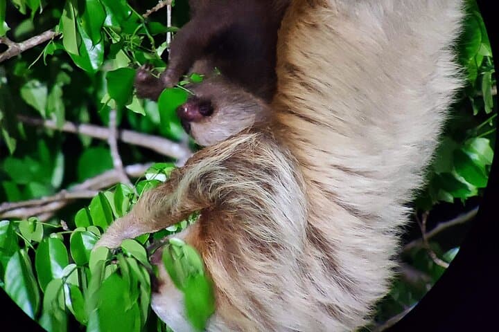 Monteverde Night Rainforest Hike: Twilight Wildlife Walk in Costa Rica