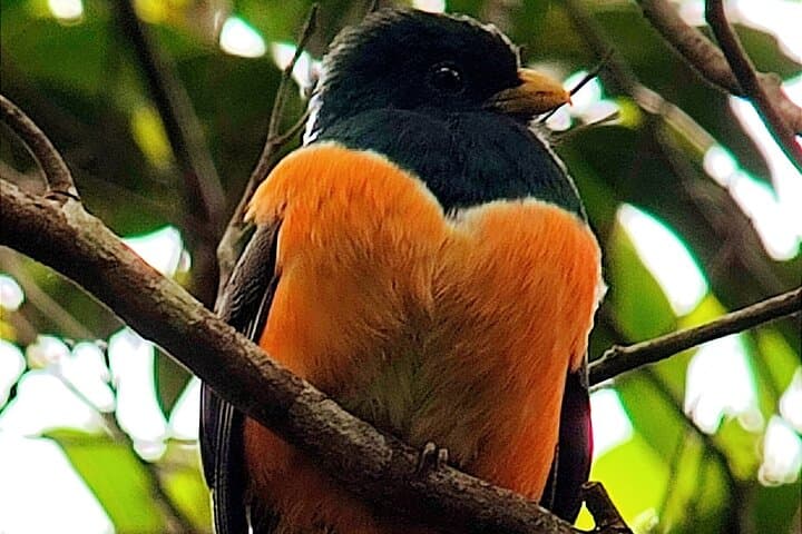 Birdwatching in Monteverde Cloud Forest: Selvatura Hanging Bridges & Quetzal Tour photo 3