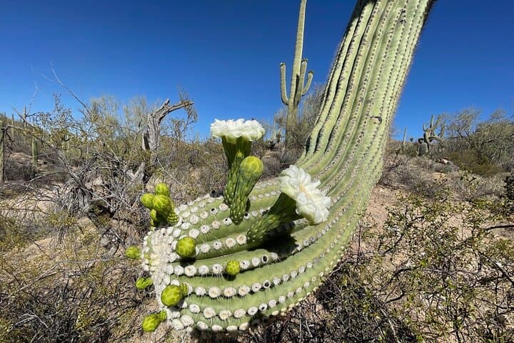 Guided Hikes in Saguaro National Park: Explore Sonoran Desert to Pine-Forest Ridges