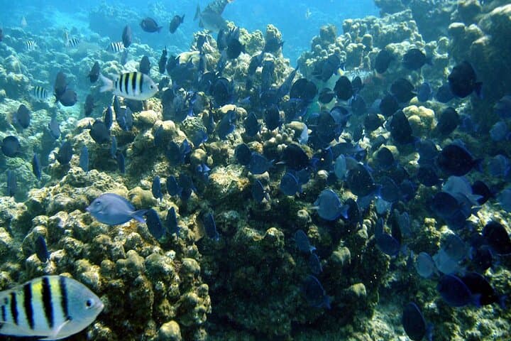 Sunset Catamaran Snorkel & BBQ Cruise — Roatan's West Bay Experience photo 3